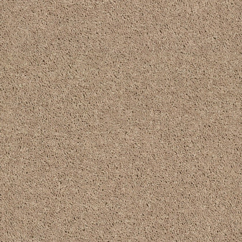 CAMEL_2