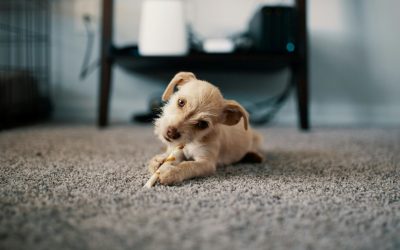 Why San Diego Homeowners Should Consider Stain Resistant Carpet
