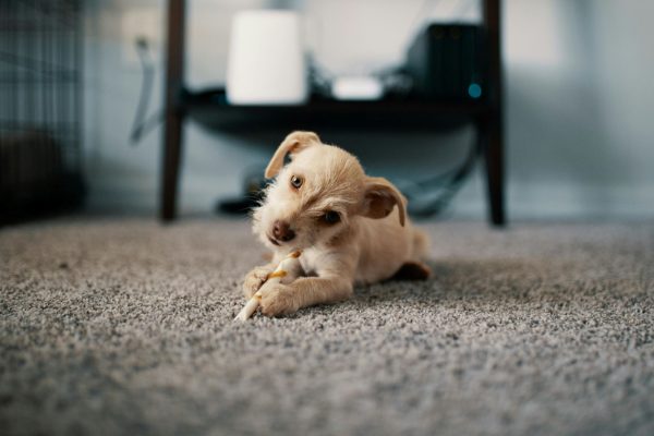 San Diego Stain Resistant Carpet
